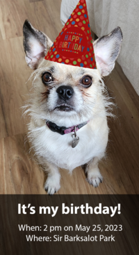 Birthday party for a scruffy, big-eared dog in a party hat. 2 pm on May 25, 2023 at Sir Barksalot Park.
